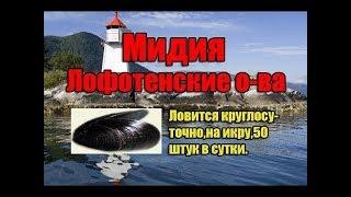 Ловля мидии и ракушки на Лофотенских островах в рр 3.99