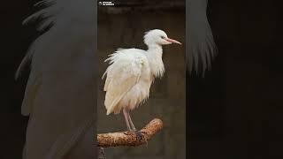 Египетская цапля. Ленинградский зоопарк