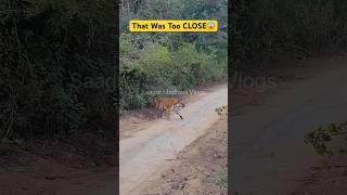 Tiger Came Too Close  Jim Corbett National Park #tiger #jungle #wildlife #bigcat