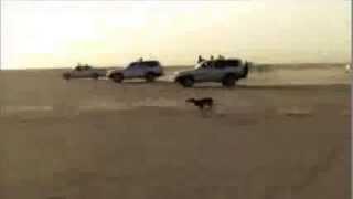 Salukis chasing Gazelle كلب سلو قيمطاردةظبي