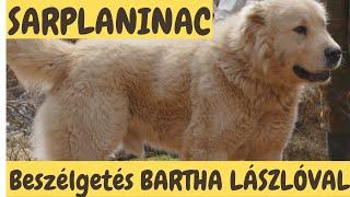 A SARPLANINAC - Bartha László véleménye.  DogCast TV!