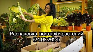 Обзор поставки растений из Голланди (25.08.2024)