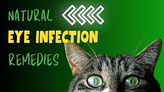 Natural Remedies for Cat Eye Infections | Holistic Veterinary Advice