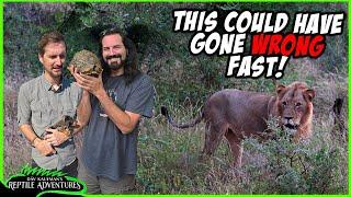 BAD IDEA CATCHING THESE REPTILES IN SOUTH AFRICA!