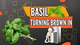 Basil Leaves Turning Brown in Fridge | Why Does My Basil Turn Brown in Refrigerator | 2022