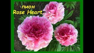 Пион "Роуз Хат", peony "Rose Heart", г.Кировск, лениградской обл., июнь 2020 г.