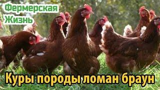 Куры породы ломан браун особенности содержания, разведения и ухода