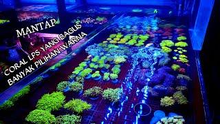 REVIEW HARGA CORAL YANG KECE BANGET. LPS DAN SPS. DI TOKO AIGHIFARI CORAL. CEPINANG MUARA