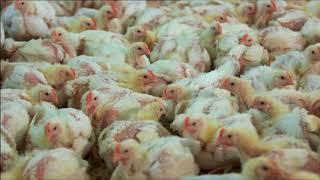 Chicken meat production.   BBC Countryfile