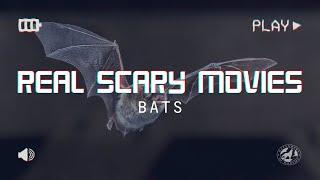 Real Scary Movies: Bats