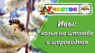 Ива козья и шаровидная. Как увеличить рост ивы на штамбе.