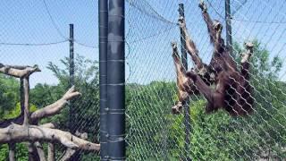 Josh Feeds Monkeys!!