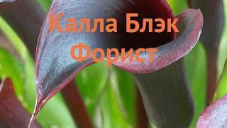 Калла обыкновенная Блэк Форист (calla black forest)  обзор: как сажать, луковицы каллы Блэк Форист