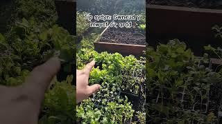 Gwneud y mwyaf o'r ardd! #garddio #garden #vegetable
