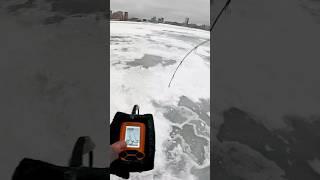 Судак - мерзавец! #рыбалка #рыбак #fishing #судак #поклевка #ловлярыбы #зимняярыбалка #первыйлед