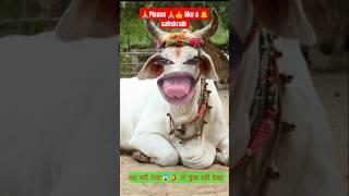 Pani lao re  pani lao re video#funny#cow #shorts