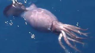 Colossal Squid Encounter - Deepsea Oddities