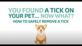 How to safely remove a tick from your pet