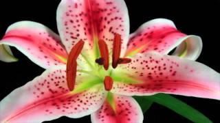 Happy Mother's Day From Jones Home Collective