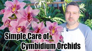 How to Grow and Care for Cymbidium Orchids