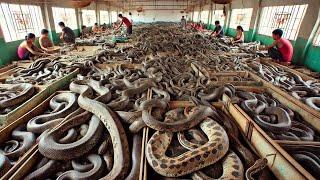 Chinese Farmers Raise And Process Millions Of Snakes This Way