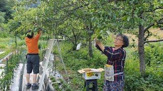 Managing watermelons and cantaloupes, bagging peaches and pears, summer in the Korean countryside