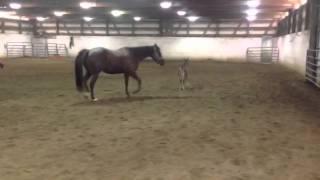 Blind Mare And Foal 2