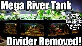 Before & After the 4500 Gallon Xingu River Mega Tank Divider is Removed!