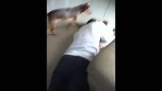 Scooby the chihuahua vs Nicholas