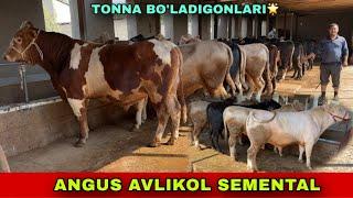 ANGUS AVLIKOL GEREFORT️90-850-24-37 / 91-691-44-45 BUQALAR BUQALARNI TONNA BO’LADIGONLARI KELDI