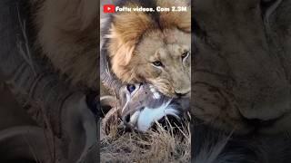 Lion killed a deer #kill #eat #injured #survive #lion #king #forest #dangeranimal #shorts