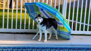 Do You Recognize THIS Husky Umbrella?