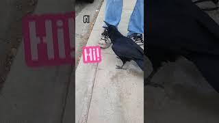 Corvus bird family facts #animals #crow #raven #birds #corvus #birdfamily #youtubeshorts #shorts