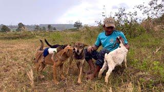 The yellow dog carries BiBi to help Dad take the baby goat to the field to eat grass