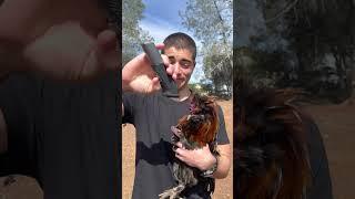 I Shaved My Rooster's Head! 