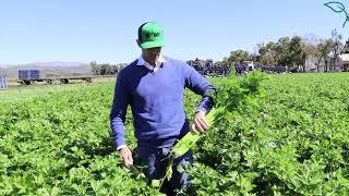 A Day in the Life with A Farmer - Greg Lewis of Duda Farm Fresh Foods