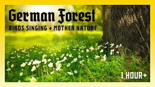 German Forest: Birds Singing + Mother Nature (1 Hour+)