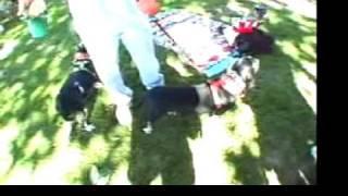 Basset Hound Rescue of Southern California at the 2000 Doo Dah Parade Part 1