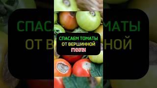 При первых признаках вершинной гнили томатов #дача #сад #огород #урожай #томаты #помидоры