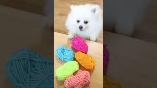 Coco's exclusive bikini #dog #nico #funny #cute #pet
