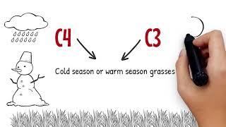 Basics on C3 and C4 grasses