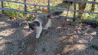 A Cat's Perfect Start: Playtime and Relaxation. Mollie