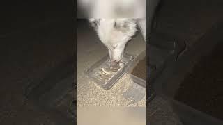 How heartless to let a helpless, completely blind dog roam the streets.#shorts  #straydog #puppy