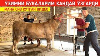 У́ЗИМНИ БУКАЛАРИМ КАНДАЙ У́ЗГАРДИ СИЗ КУТГАН ВИДЕО !!! ХОРАЗМ БОЗОР