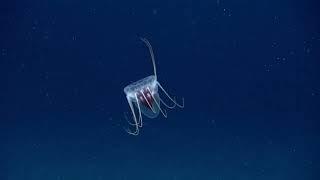 Helmet jellyfish bopping along the seafloor