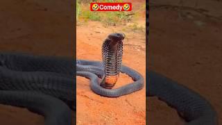 सांप वाला कॉमेडी #shorts #youtubeshorts #comedy #trending #funny #viral #fourbrothers0786 #video