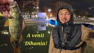 Am PESCUIT încă o DIHANIE de BIBAN pe Dâmbovița! Cel mai bun pescuit e atunci când ești răcit! 