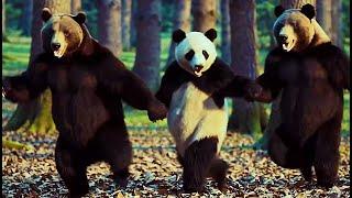 Beary Amazing Arab Dabke Dance!