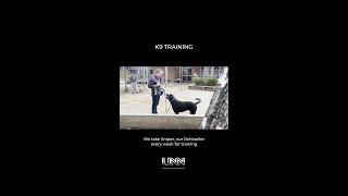 Training your dog is tough but rewarding!  Treats & patience are key.