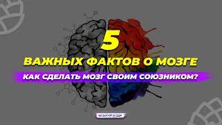 Как сделать мозг своим союзником? Пять важных фактов о мозге